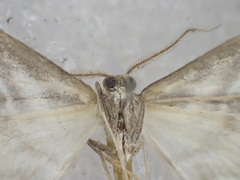 Anomocentris crystallota