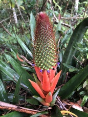 Aechmea ornata