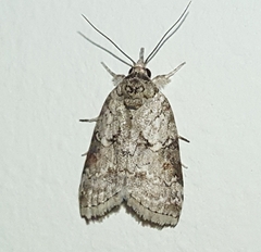 Nycteola mauritia
