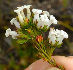 Erica denticulata