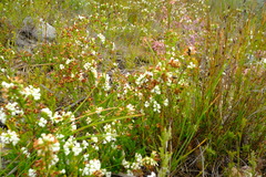 Erica denticulata