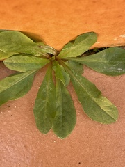 Reseda phyteuma