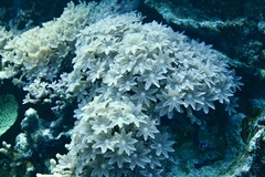 Clavularia