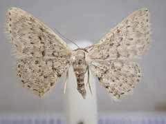 Sterrhinae