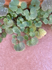 Chrysosplenium oppositifolium