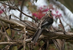 Anthochaera paradoxa