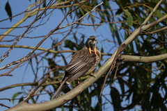 Anthochaera paradoxa