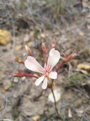 Pelargonium carneum
