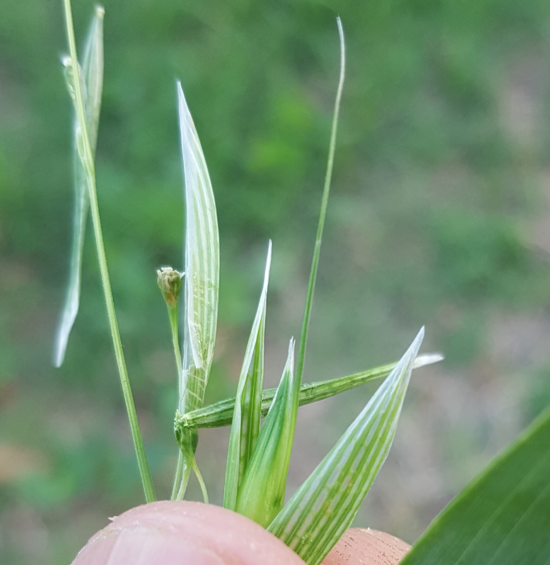 (c) François Rousseu, certains droits réservés (CC BY-NC) https://www.inaturalist.org/observations/144916648
