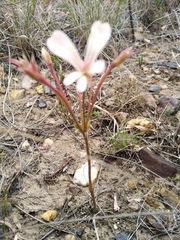 Pelargonium carneum