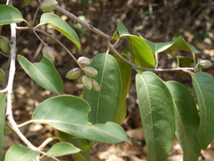 Terminalia chebula