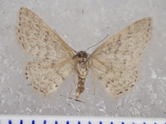 Sterrhinae