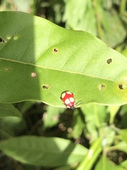 Oedionychina