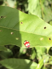 Oedionychina