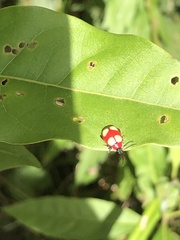 Oedionychina