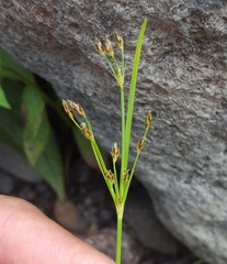 Fimbristylis dichotoma