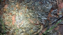 Oedura tryoni