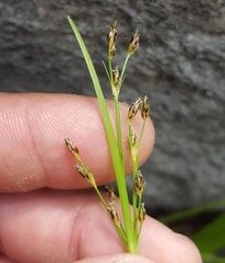 Fimbristylis dichotoma