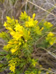 Gnidia juniperifolia
