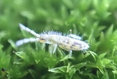 Entomobrya nivalis