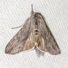 Cucullia intermedia
