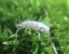 Entomobrya nivalis