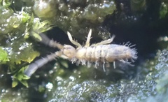 Entomobrya nivalis