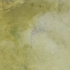 Sicyopterus