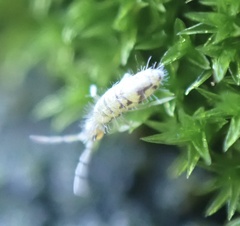 Entomobrya nivalis