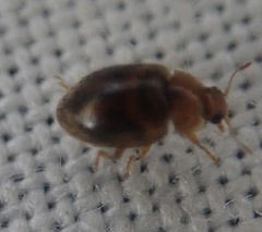 Rhyzobius chrysomeloides