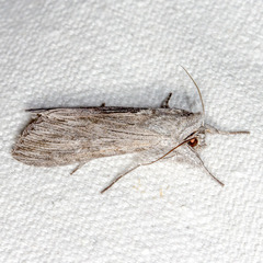 Cucullia intermedia