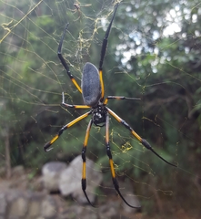 Trichonephila inaurata