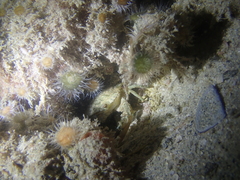 Anthothoe albocincta