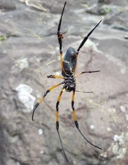 Trichonephila inaurata