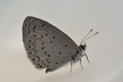 Celastrina echo gozora