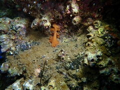 Yungia aurantiaca