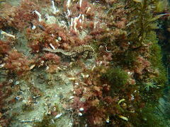 Hippocampus guttulatus