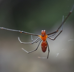 Argyrodes zonatus