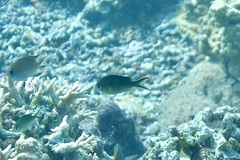 Chromis ternatensis
