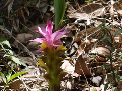 Curcuma