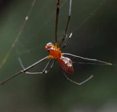 Argyrodes zonatus