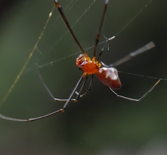 Argyrodes zonatus