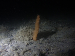 Veretillidae