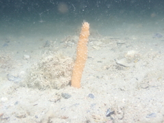 Veretillidae