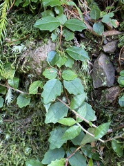 Hydrangea viburnoides