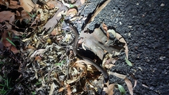 Cacophis squamulosus