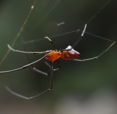 Argyrodes zonatus