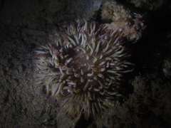 Heteractis aurora