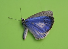 Celastrina echo gozora