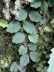 Hydrangea viburnoides